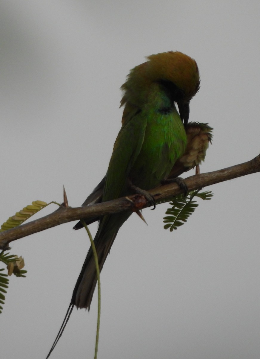 Asian Green Bee-eater - ML619474200