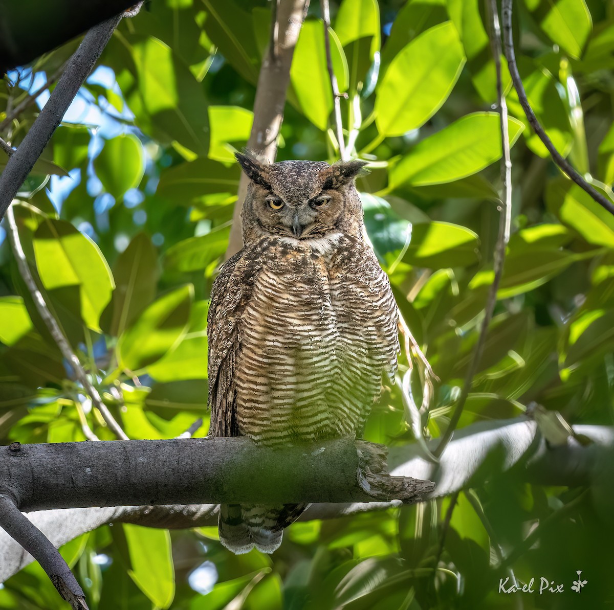 Great Horned Owl - ML619474215