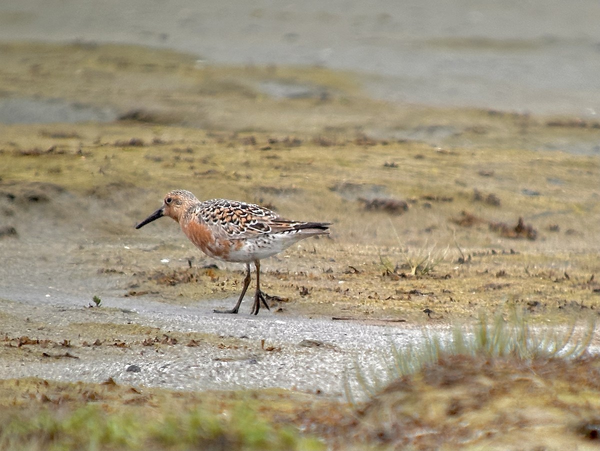 Red Knot - ML619474232