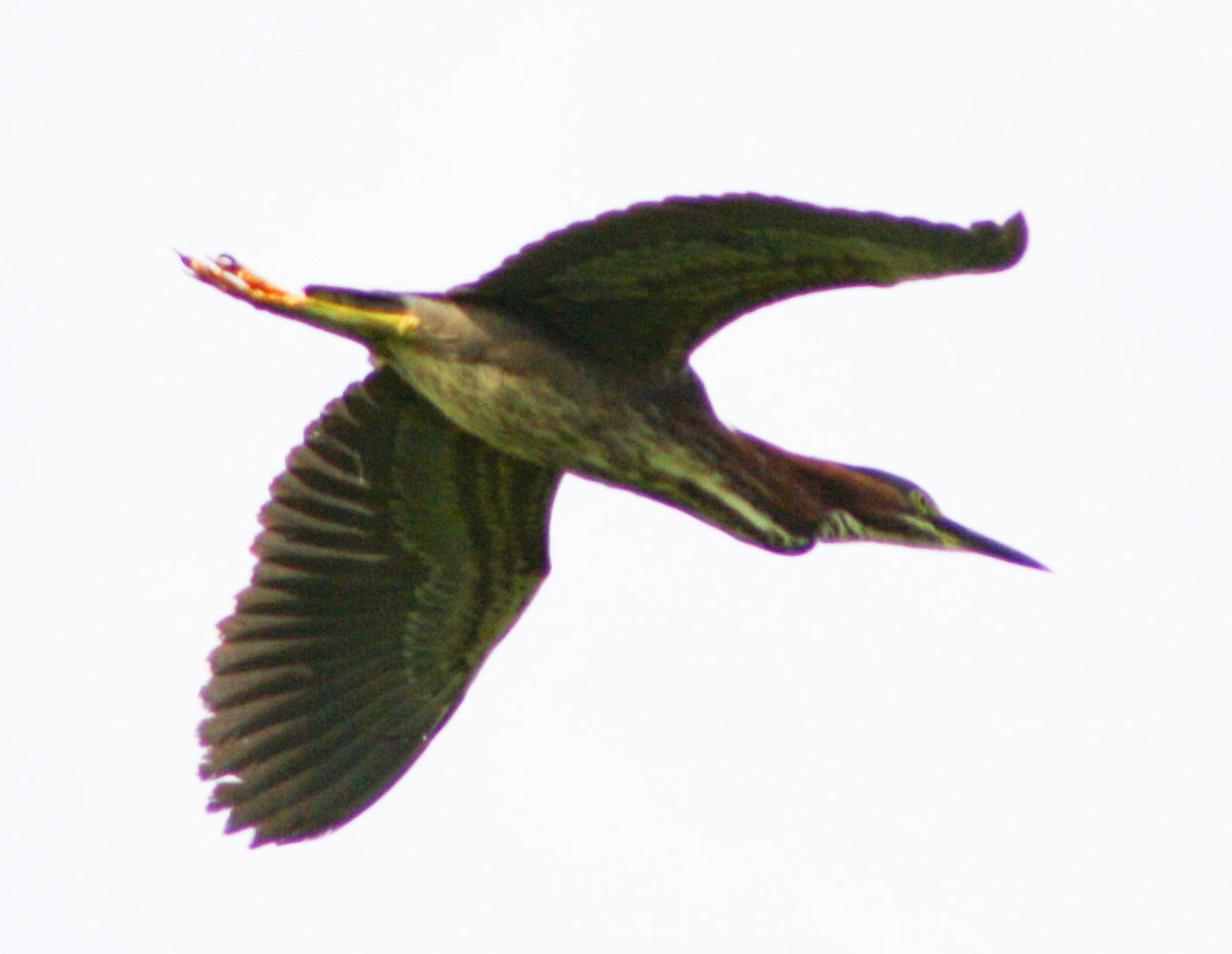 Green Heron - ML619474245