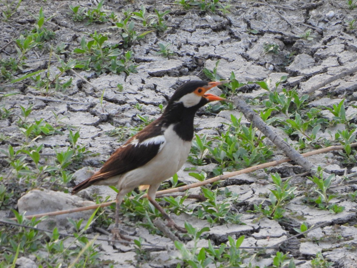 Indian Pied Starling - ML619474273
