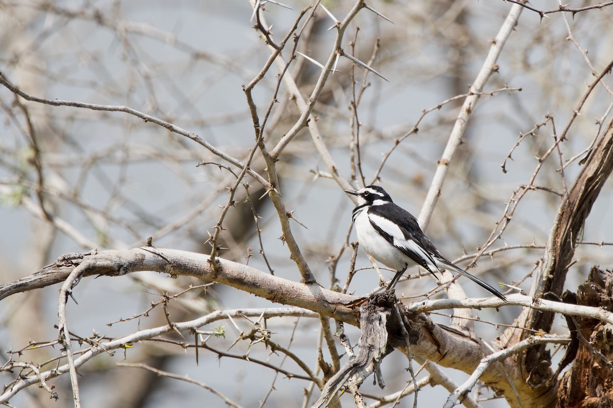 African Pied Wagtail - ML619474282