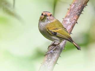  - Rusty-fronted Tody-Flycatcher