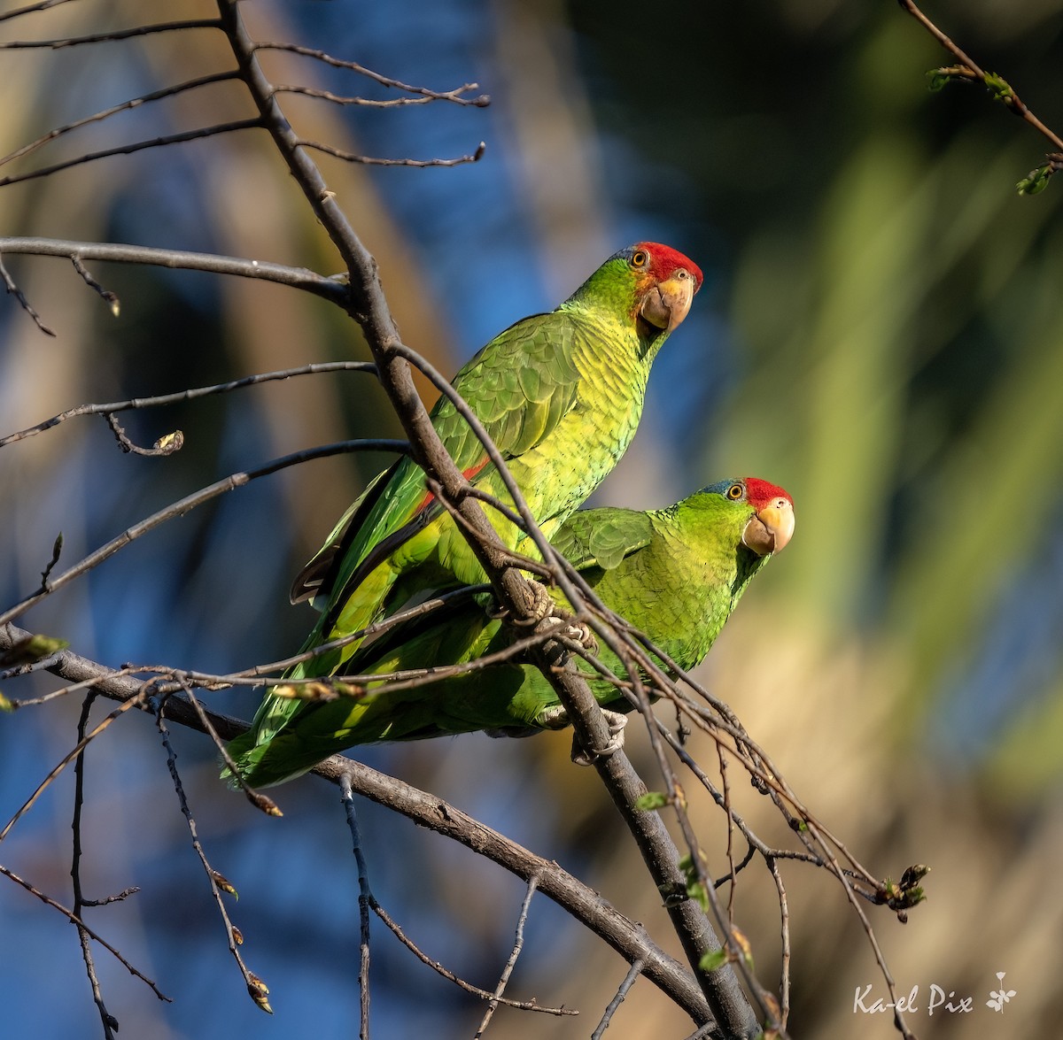 Red-crowned Parrot - ML619474295