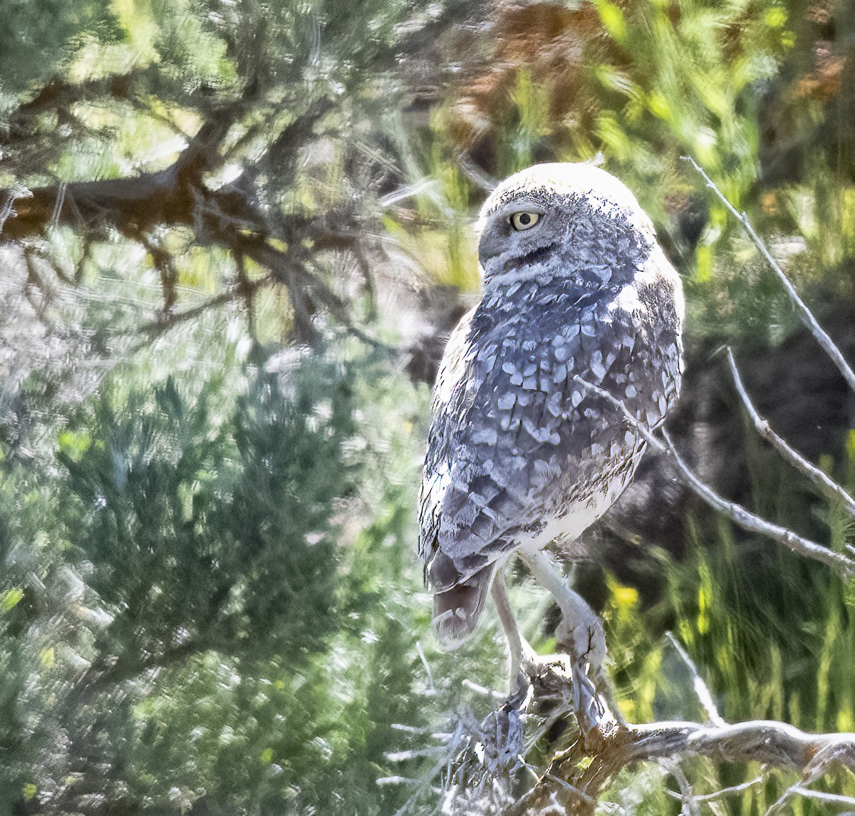 Burrowing Owl - ML619474334