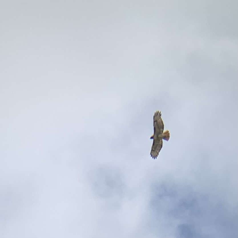 Red-tailed Hawk - ML619474340