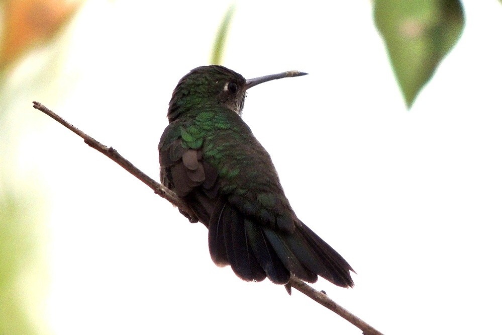 kolibřík zrcadlový - ML619474363