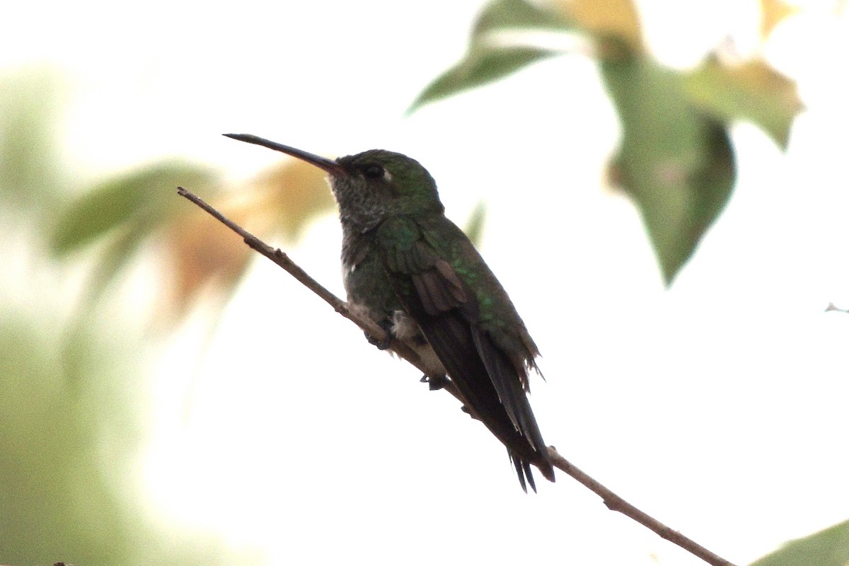 kolibřík zrcadlový - ML619474364