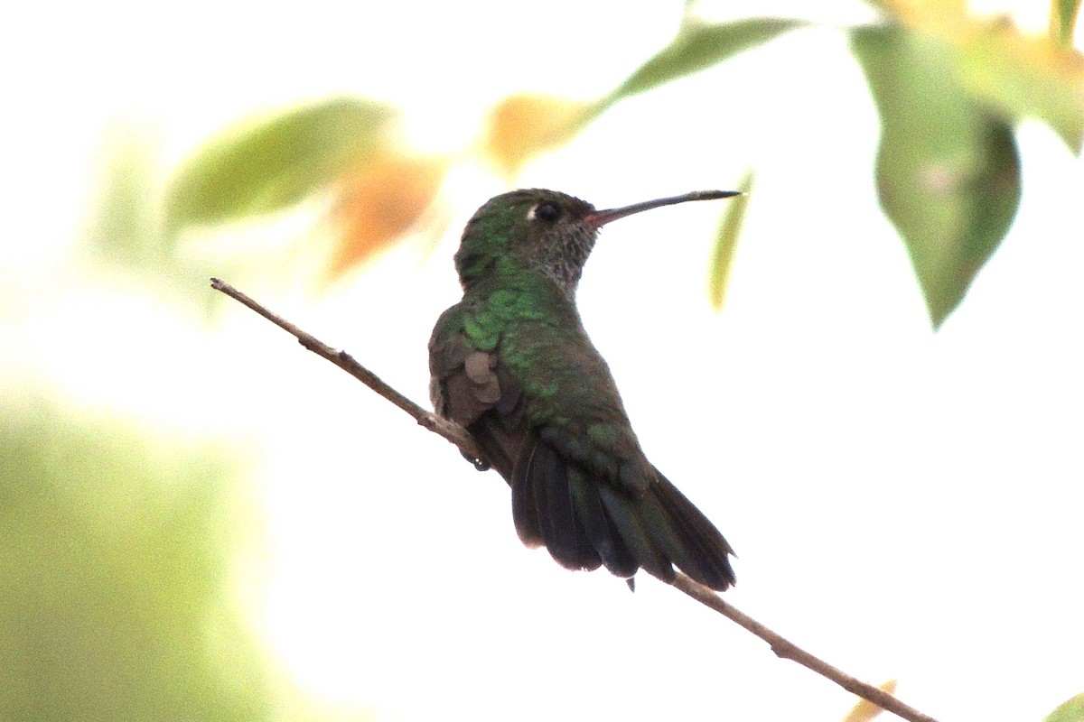 kolibřík zrcadlový - ML619474365