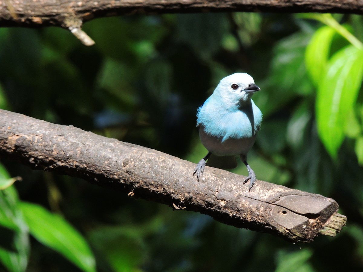 Blue-gray Tanager - ML619474392
