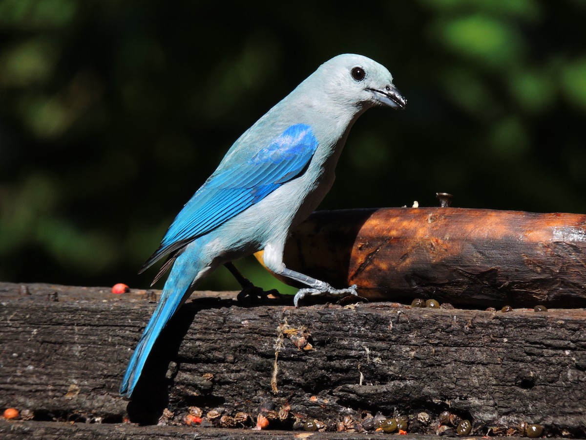 Blue-gray Tanager - ML619474393