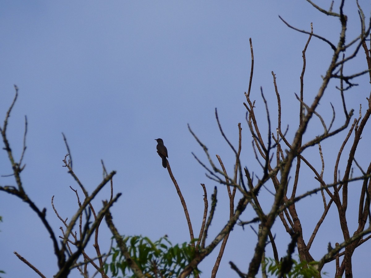 Gray-bellied Cuckoo - ML619474412
