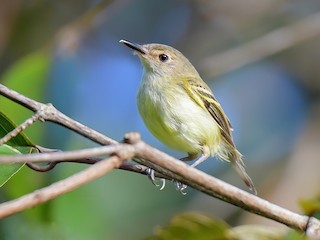  - Smoky-fronted Tody-Flycatcher