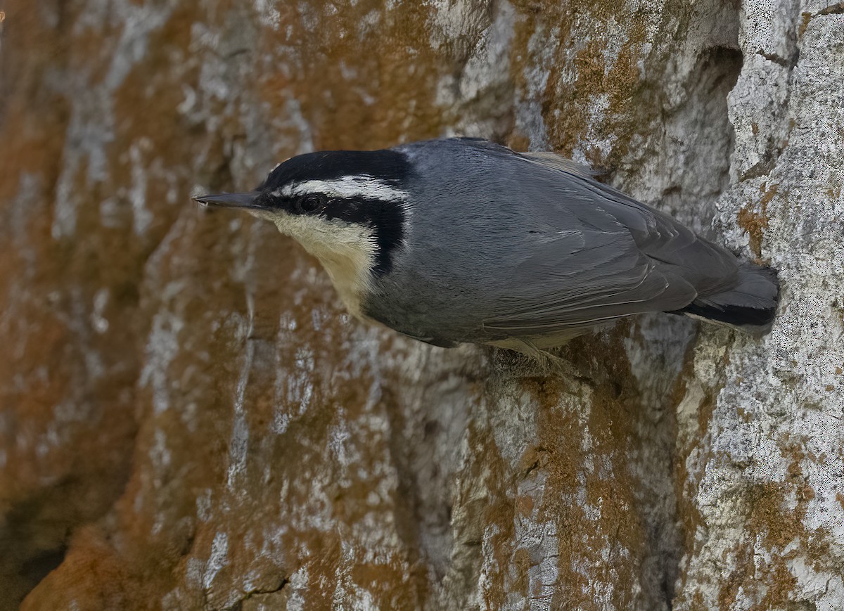 Red-breasted Nuthatch - ML619474447