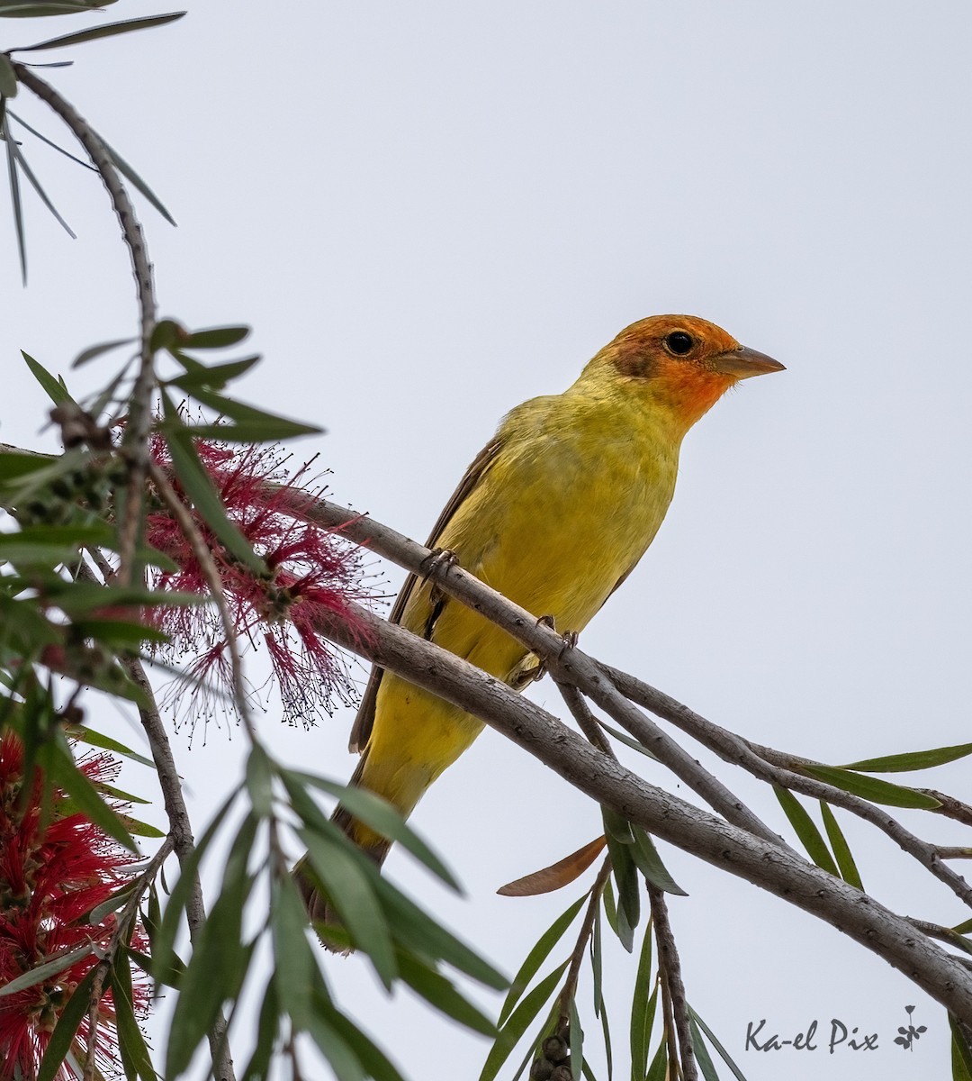 Western Tanager - ML619474457