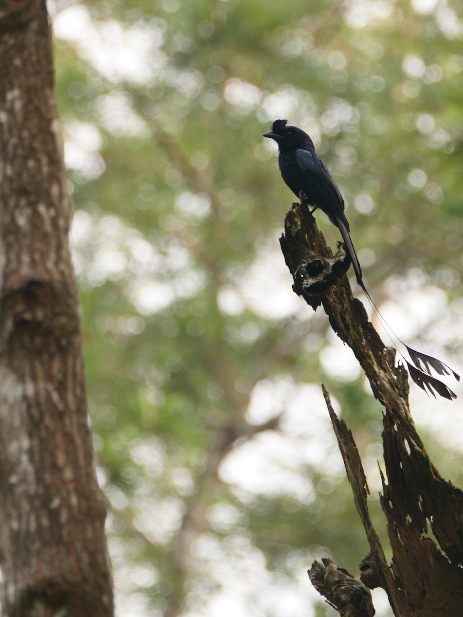 Greater Racket-tailed Drongo - ML619474461