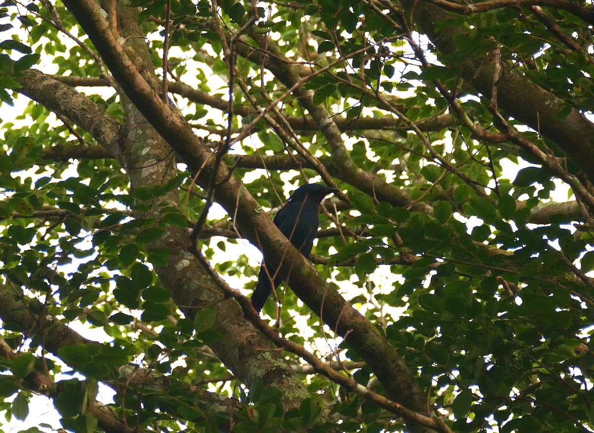 Asian Fairy-bluebird - ML619474491