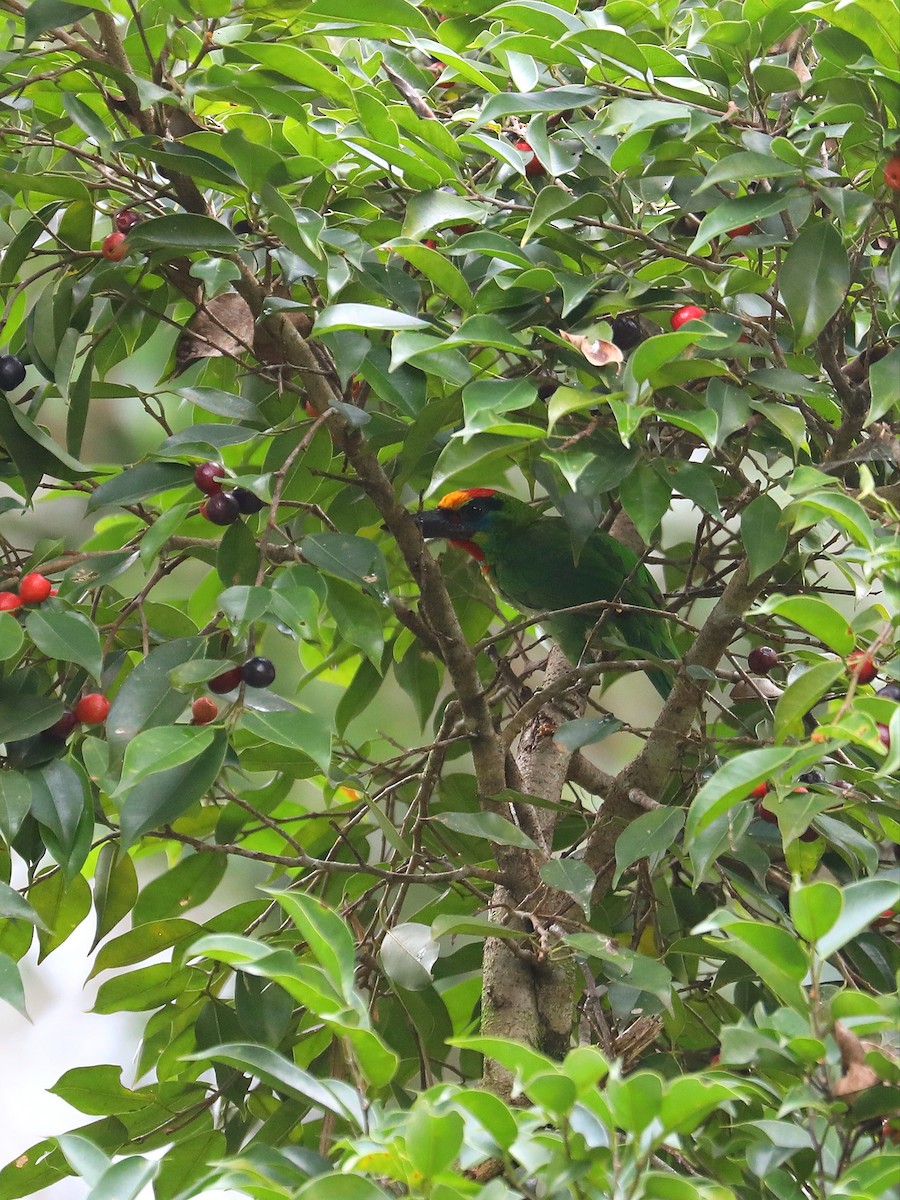 Red-throated Barbet - ML619474499