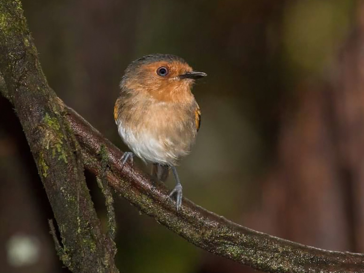 Ruddy Tody-Flycatcher - Poecilotriccus russatus - Birds of the World