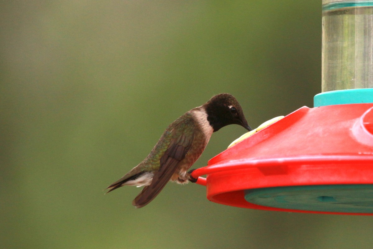 Black-chinned Hummingbird - ML619474567
