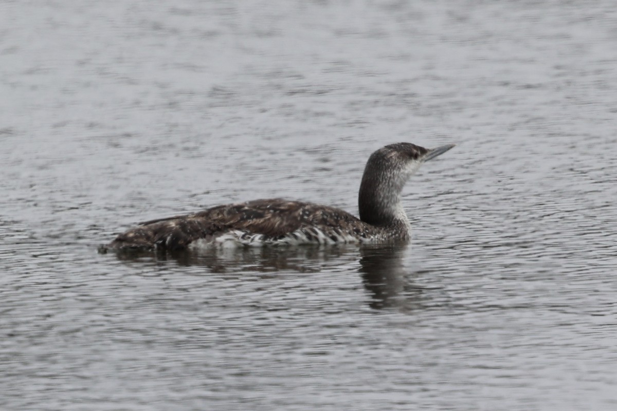 Red-throated Loon - ML619474655