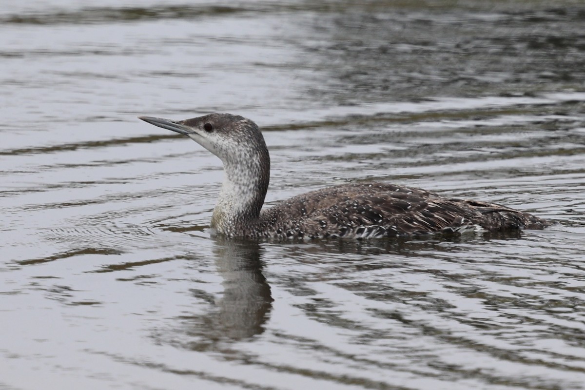 Red-throated Loon - ML619474657