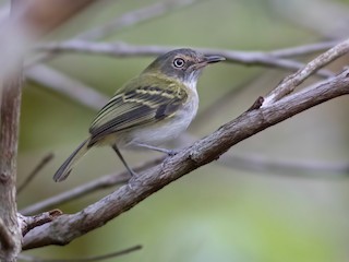  - Buff-cheeked Tody-Flycatcher