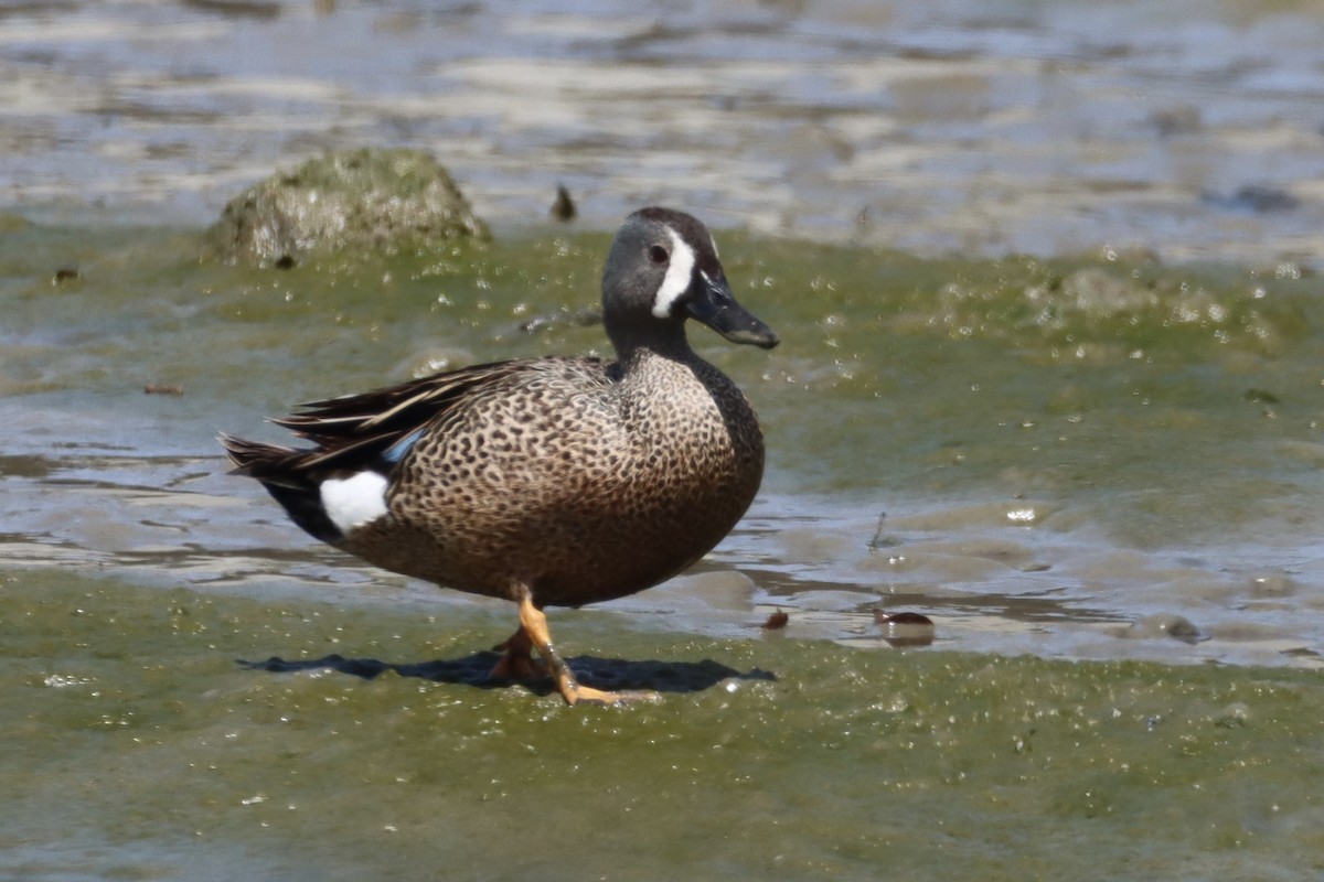Blue-winged Teal - ML619474674