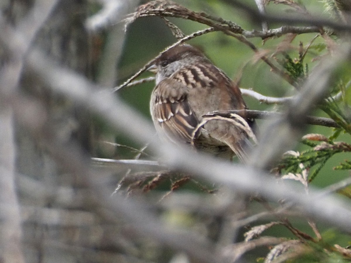 Golden-crowned Sparrow - ML619474683