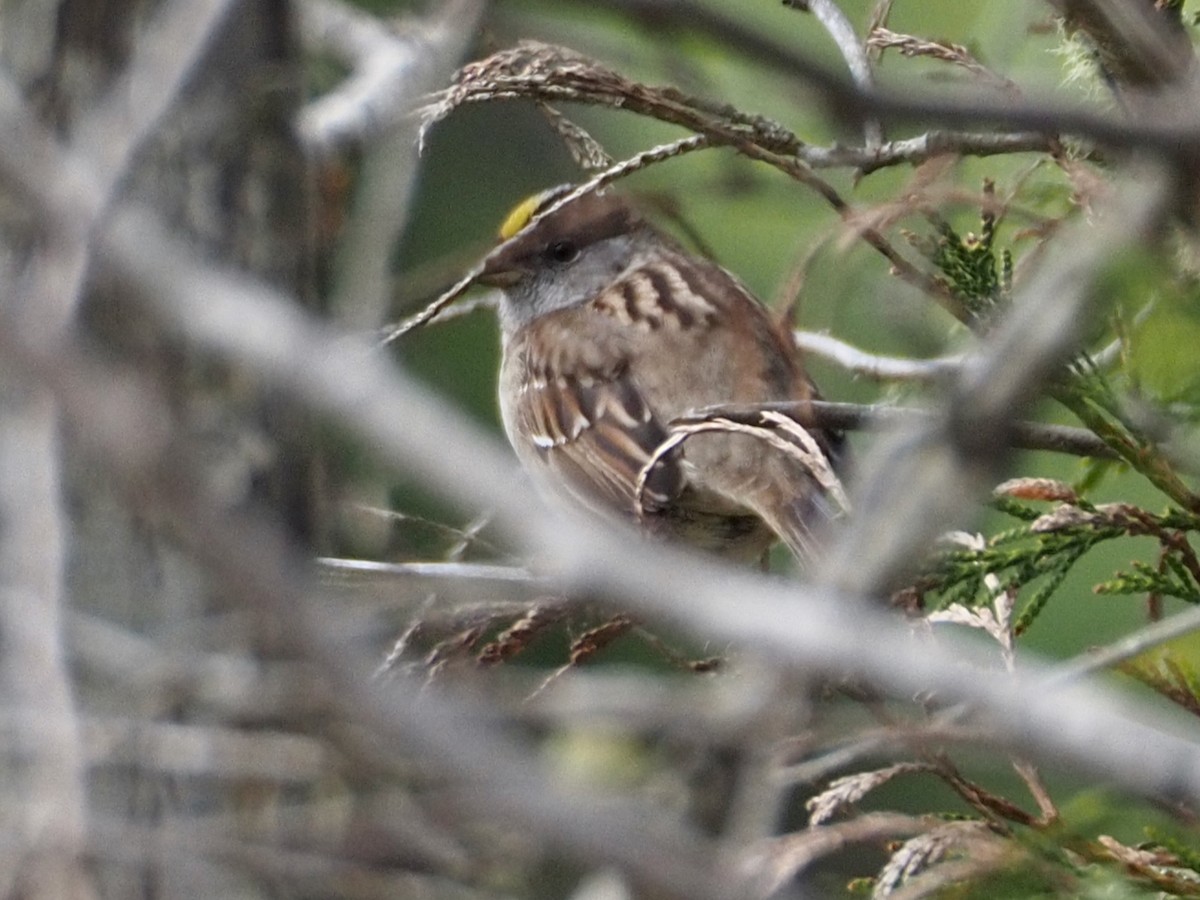 Golden-crowned Sparrow - ML619474684