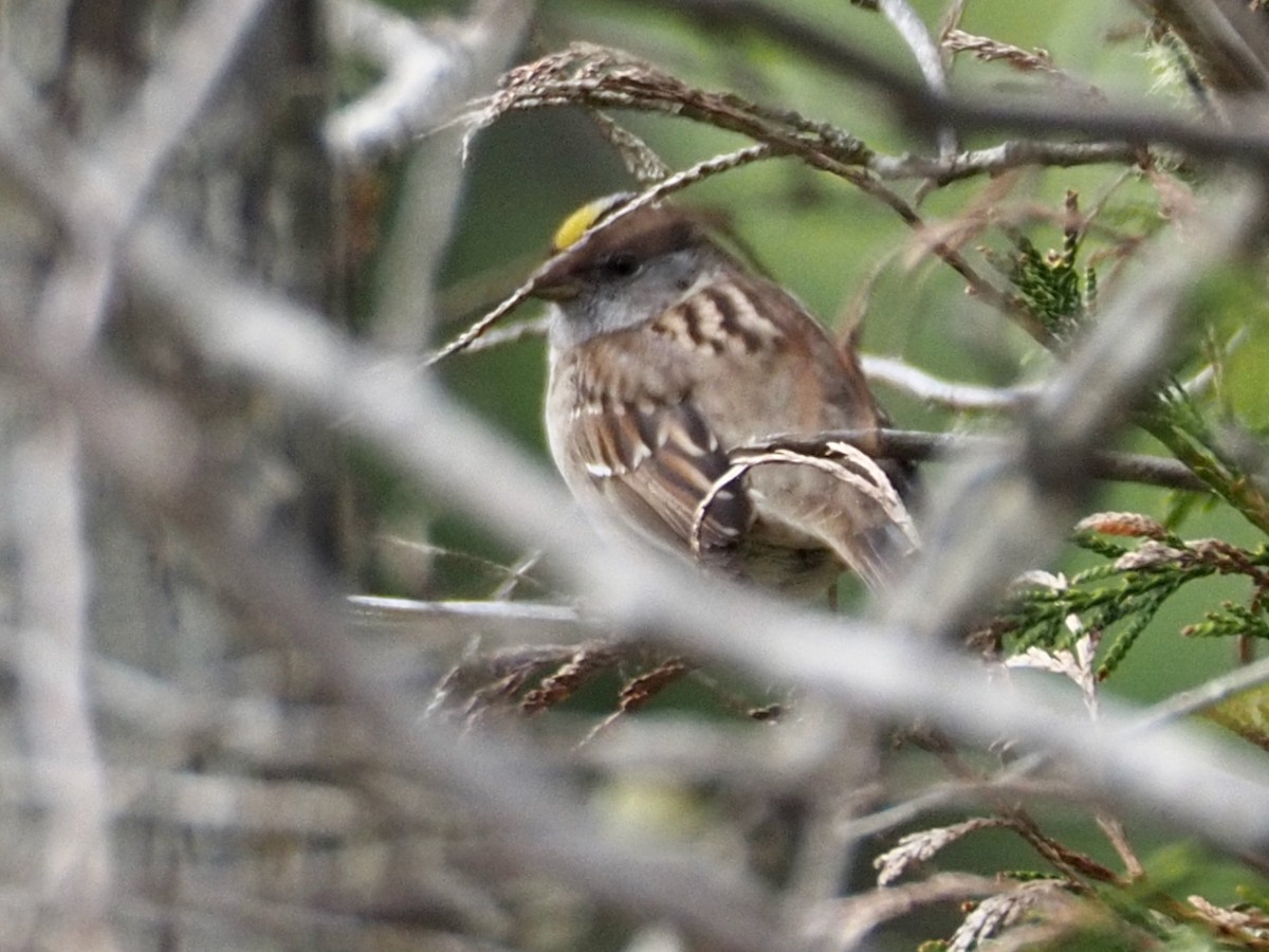 Golden-crowned Sparrow - ML619474685