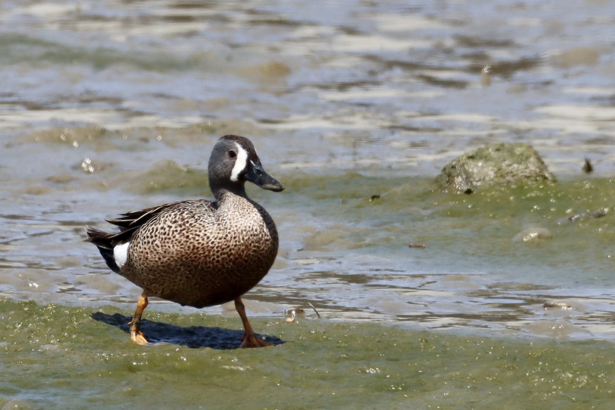 Blue-winged Teal - ML619474686