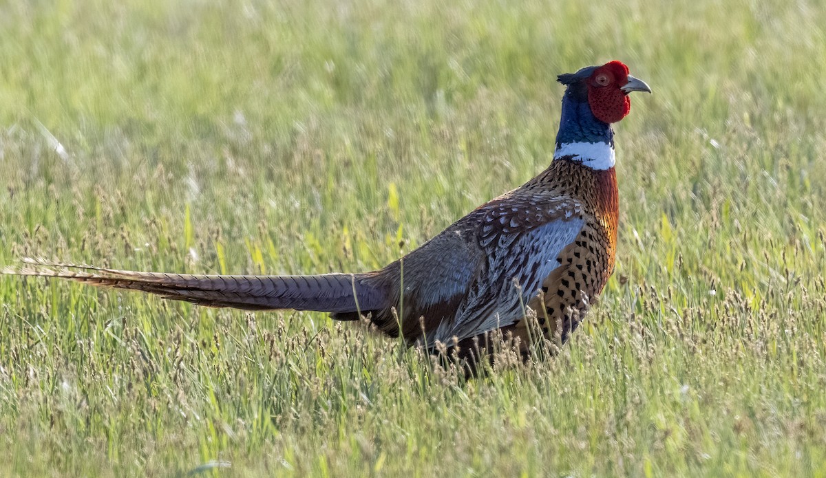 Ring-necked Pheasant - ML619474687