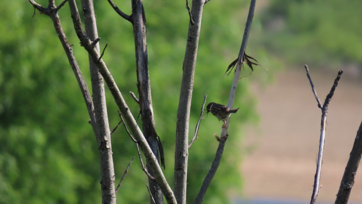 Eurasian Tree Sparrow - ML619474703