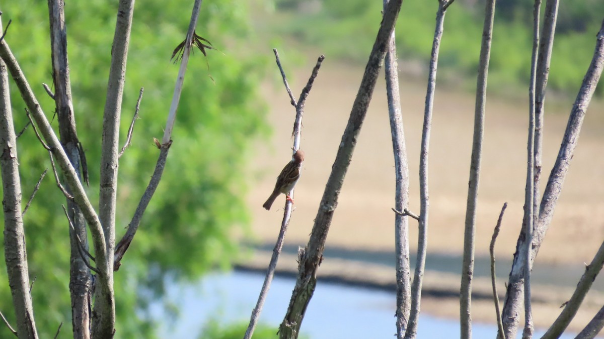 Eurasian Tree Sparrow - ML619474705