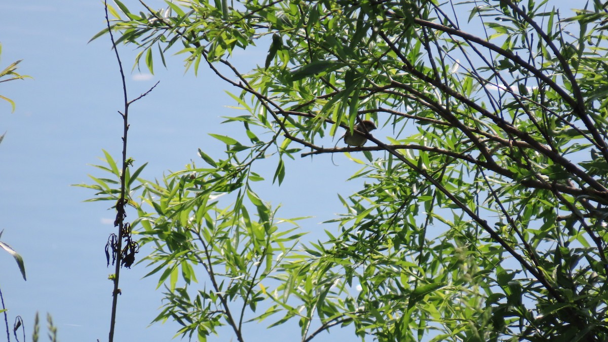 Eurasian Tree Sparrow - ML619474708
