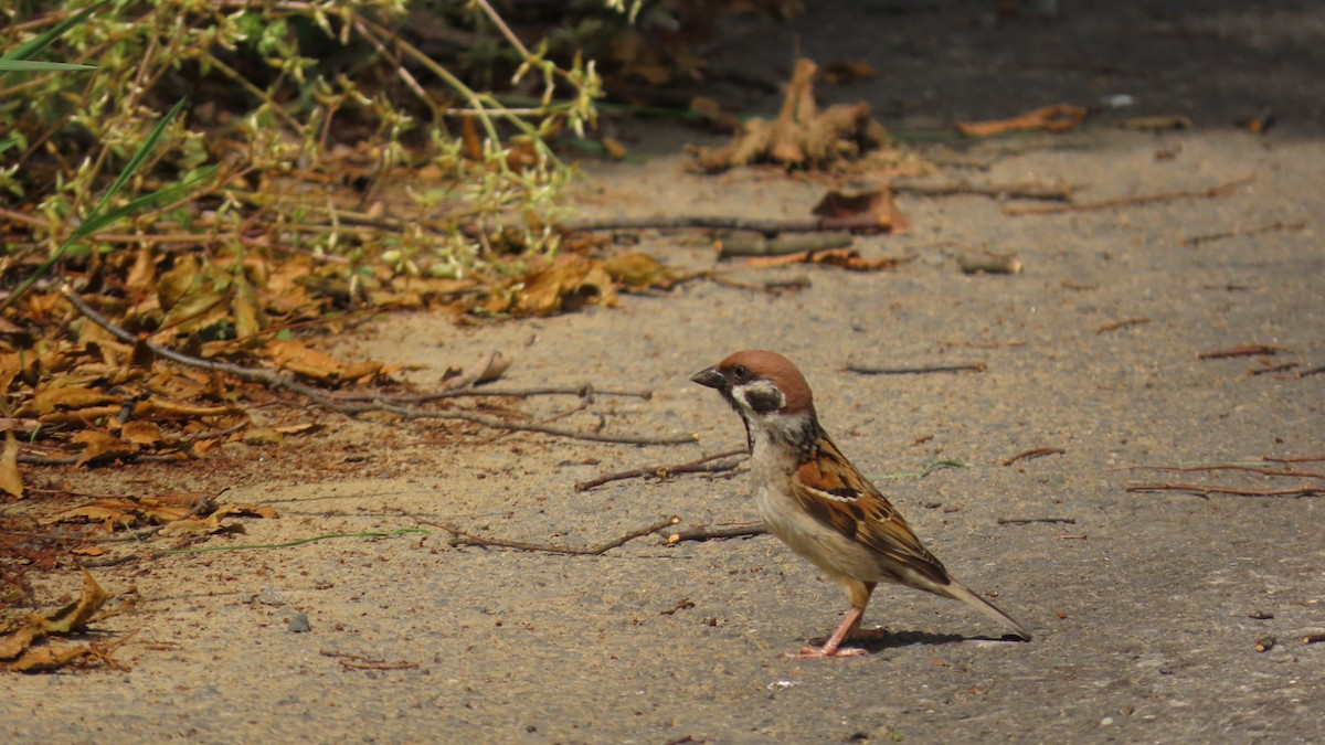 Eurasian Tree Sparrow - ML619474709