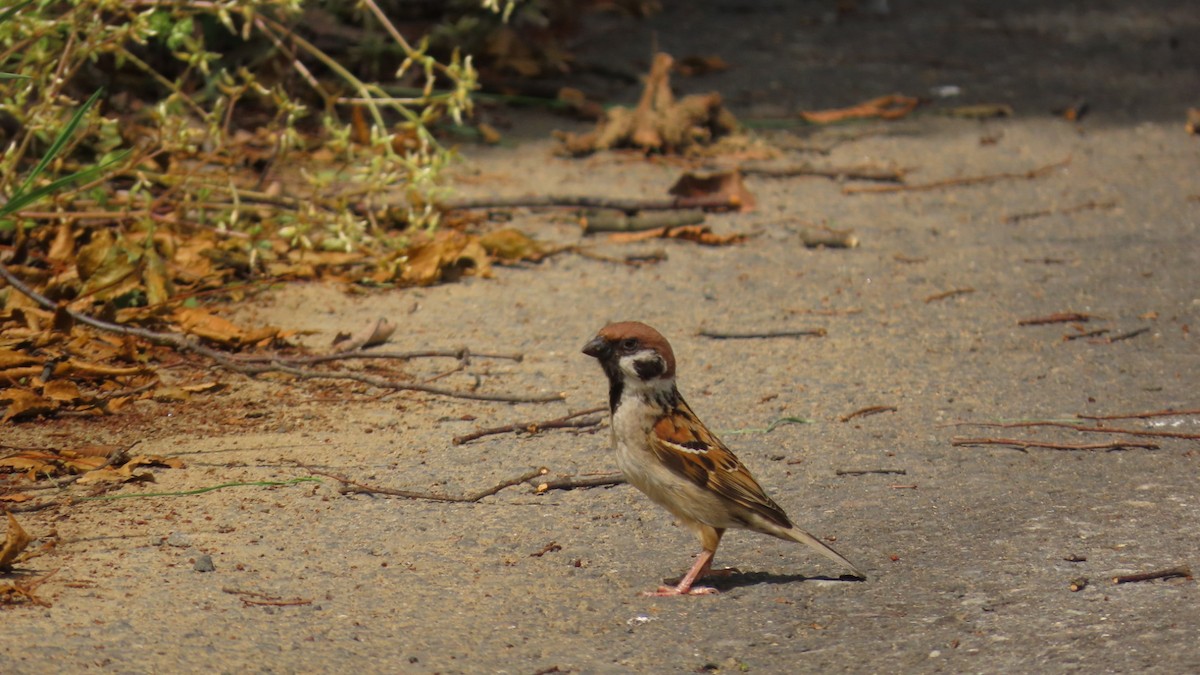 Eurasian Tree Sparrow - ML619474711