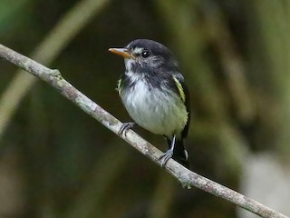  - Black-and-white Tody-Flycatcher