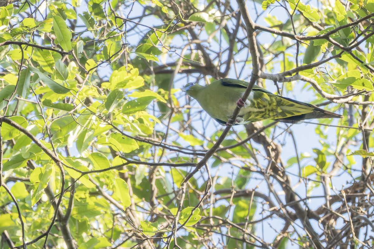 Yellow-vented Green-Pigeon - ML619474774