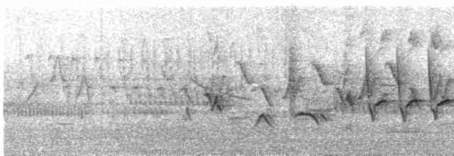 Oriole des vergers - ML619474785