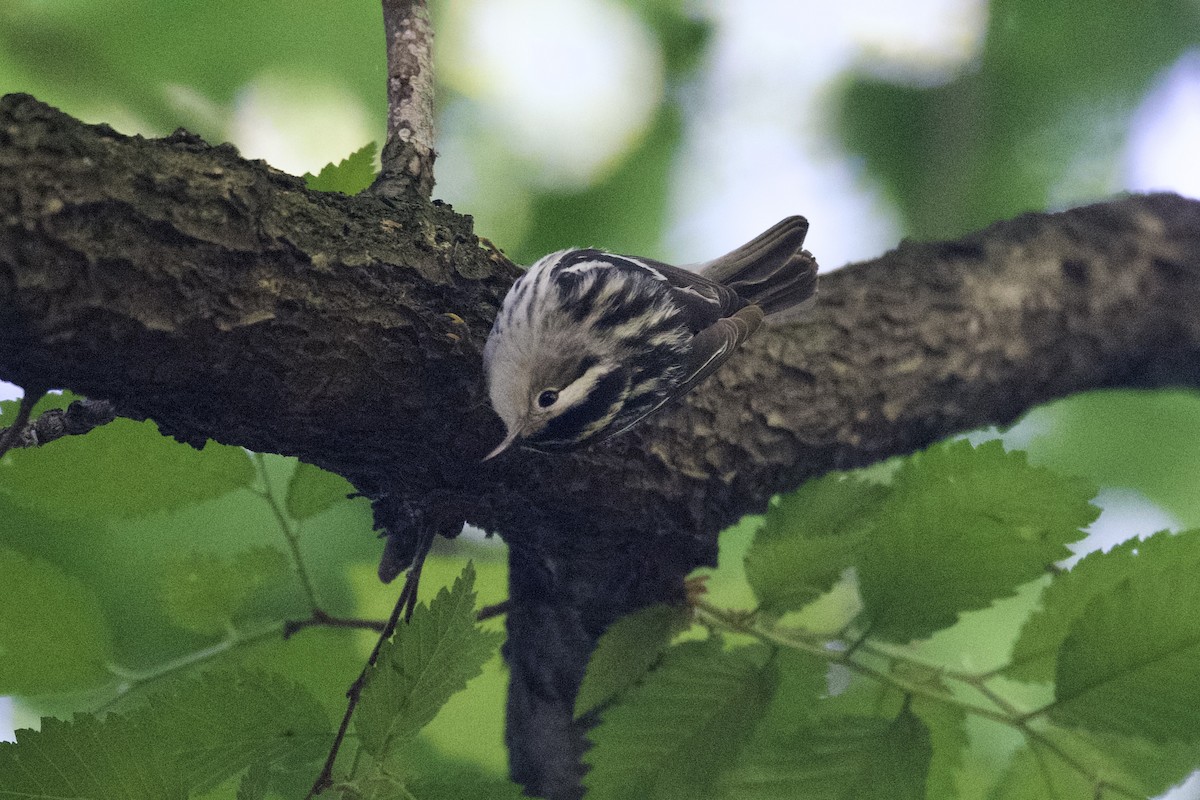 Black-and-white Warbler - ML619474858