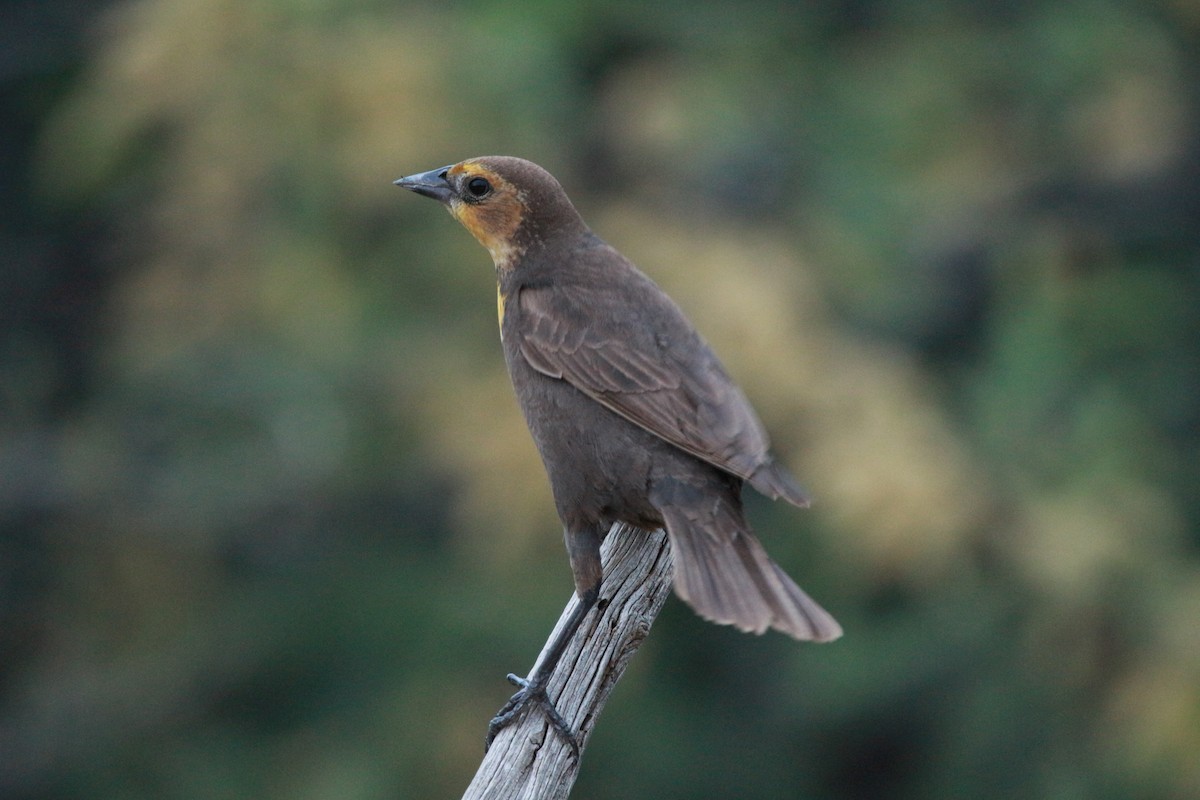 Yellow-headed Blackbird - ML619474865