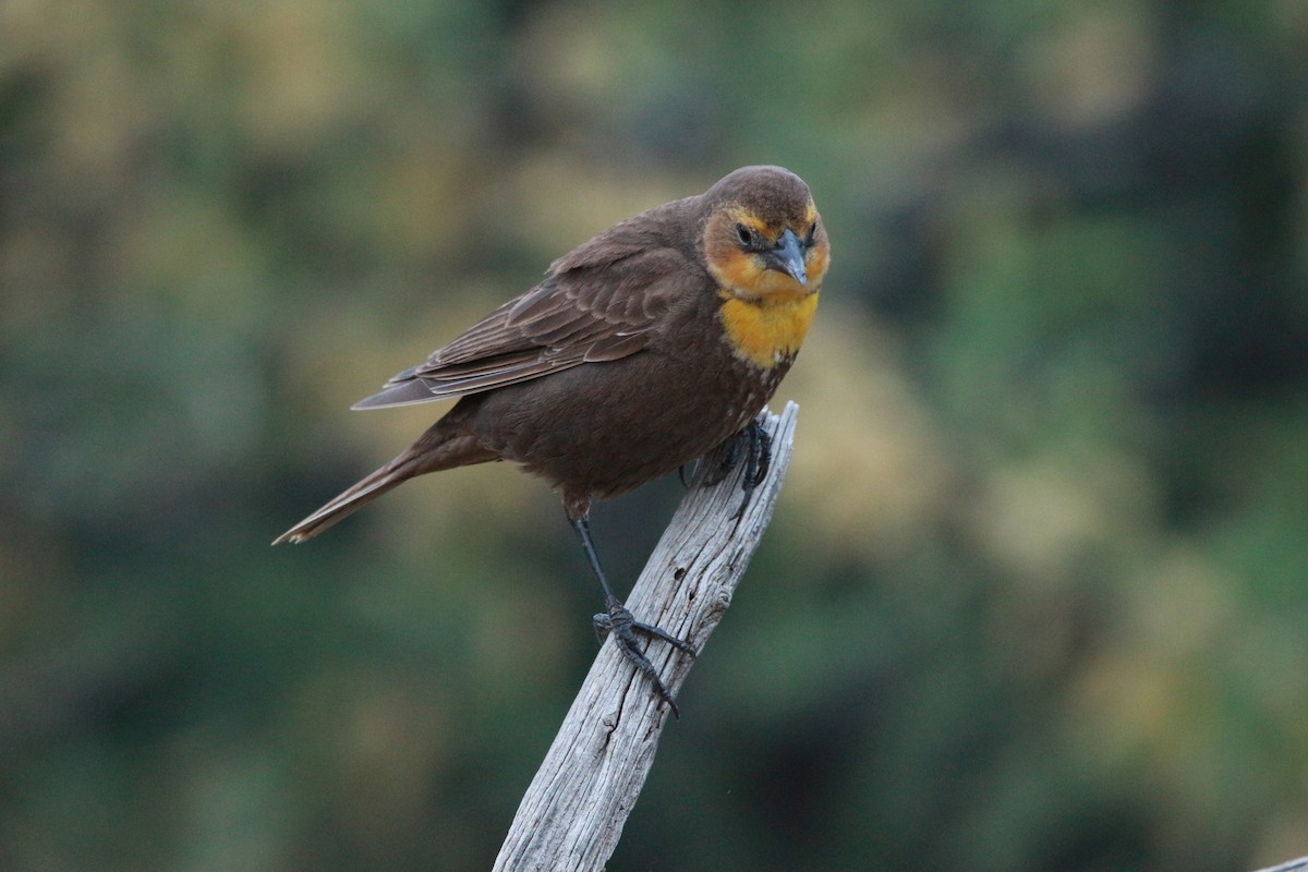 Yellow-headed Blackbird - ML619474867