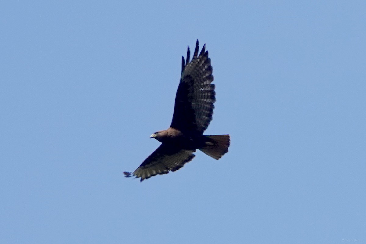 Red-tailed Hawk - ML619474888