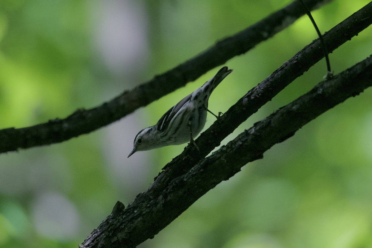 Black-and-white Warbler - ML619474896