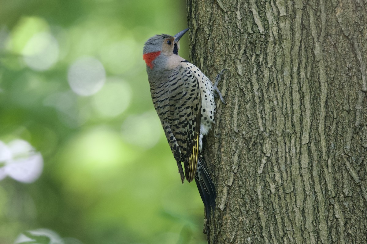 Northern Flicker (Yellow-shafted) - ML619474901