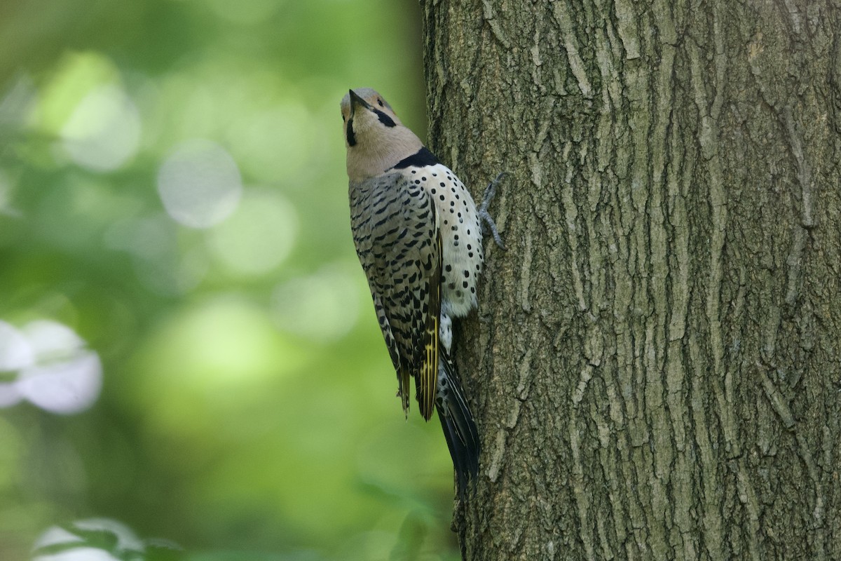 Northern Flicker (Yellow-shafted) - ML619474902