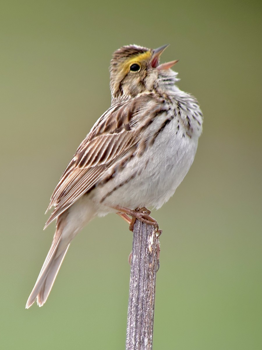 Savannah Sparrow - ML619474909