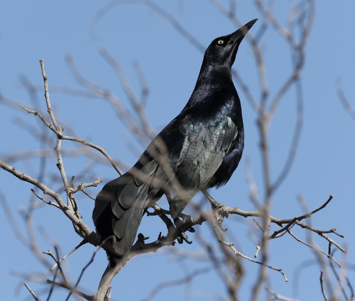 Great-tailed Grackle - ML619474927